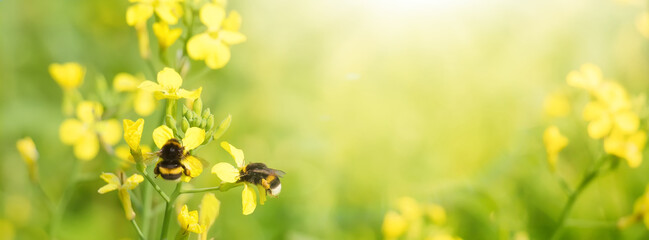 Panoramic Nature summer Background with Bumblebee