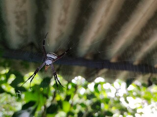 spider on a leaf