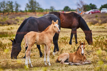 Obraz premium Foal and horses on farm resting in shade