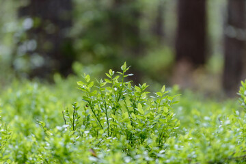 Close up of Vaccinium myrtillus or European blueberry in natural environment