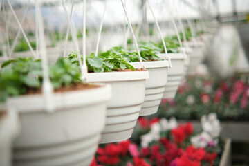Many white flowerpots with flower plants hanging in a large greenhouse. Beutiful pink and white flowers