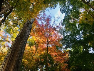 五色紅葉と青空