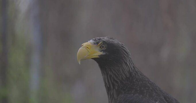 Steller's sea eagle (Haliaeetus pelagicus). Wildlife animal. detail portrait of rare bird. Close-up portrait of beautiful proud bird. 4K slow motion 120 fps video, ProRes 422, ungraded C-LOG 10 bit.