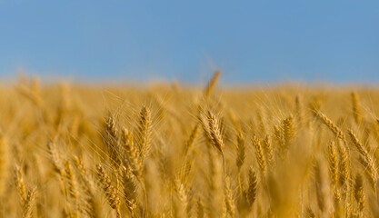 closeup wheat field under blue sky, countryside agricultural industry scene