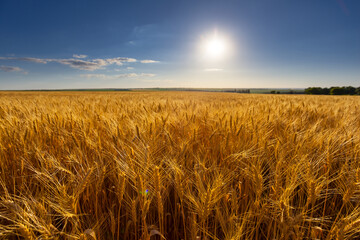 closeup wheat field under sparkle sun on blue sky, countryside agricultural industry scene