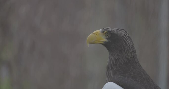 Steller's sea eagle (Haliaeetus pelagicus). Wildlife animal. detail portrait of rare bird. Close-up portrait of beautiful proud bird. 4K slow motion 120 fps video, ProRes 422, ungraded C-LOG 10 bit.