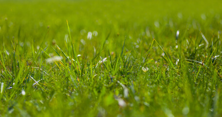 Fototapeta na wymiar closeup green grass in prairie, summer grass background