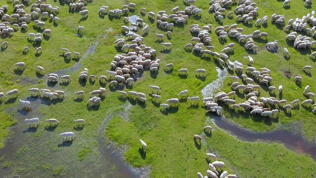 Aerial view flock of sheep grazing on pasture. Drone shot of beautiful summer landscape, flock of sheep a few goats and one donkey on meadow near river and lake