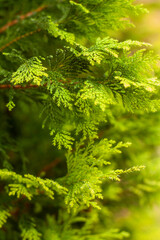 Fototapeta premium Cypress Tree, Spartanburg, SC