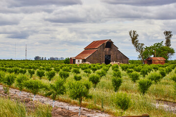 Fruit farm with baby trees in spring and old red barns