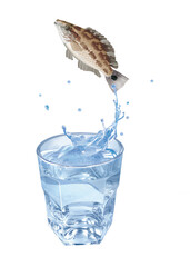 crénilable  , poisson, évasion, saut, eau, en verre, boire, clapoter, liquide, isolé, froid, blanc, danger, boisson, glace, bouillonner, bleu, éclaboussure, frais, clair, abattre, verser, sain, transp