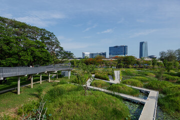 Outdoor sunny view of Benchakitti Forest Park, famous public park in Bangkok, Thailand. 
