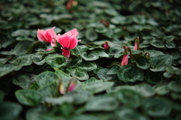 Colorful pink cyclamen flower with green leaves in the garden or greenhouse. Selective focus