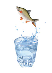 melonote, poisson, évasion, saut, eau, en verre, boire, clapoter, liquide, isolé, froid, blanc, danger, boisson, glace, bouillonner, bleu, éclaboussure, frais, clair, abattre, verser, sain, transparen
