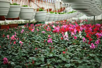 Colorful pink cyclamen flower with green leaves in the garden or greenhouse. Many white pots. Selective focus