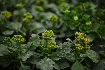 Multicolor Garden Primula Flowers, closeup view. Multicolored flowers. Greenhouse