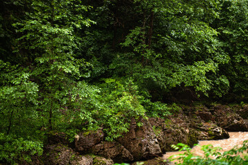 Mountain river after rains close-up. Journey through the forest area along the stream. Summer landscape.