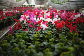 Colorful pink cyclamen flower with green leaves in the garden or greenhouse. Selective focus
