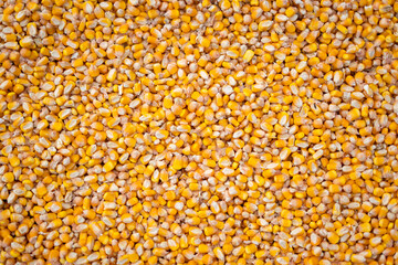Farmer holding corn grains in his hands
