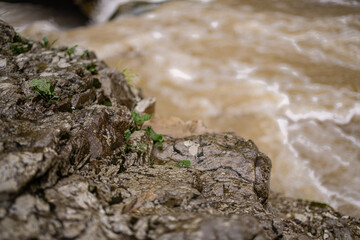 Mountain river after rains close-up. Journey through the forest area along the stream. Summer landscape.
