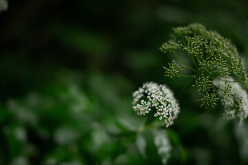 Green plants after rain in the tropical forest. Close-up.