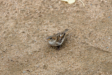Sparrows cavort in the sand ..