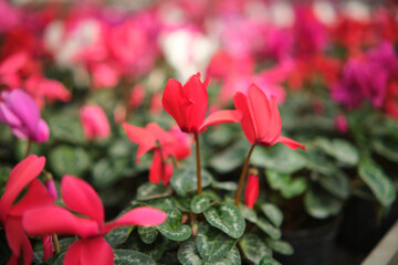 Colorful pink cyclamen flower in the garden or greenhouse