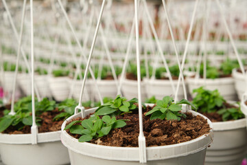 Many white flowerpots with flower plants hanging in a large greenhouse. Beutiful pink and white flowers