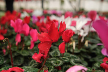 Colorful pink cyclamen flower in the garden or greenhouse