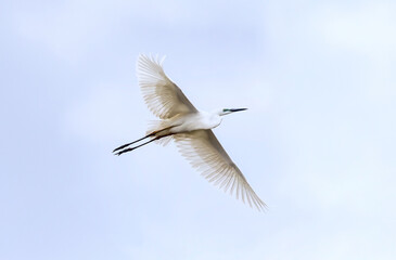 White great egret (heron) flying in the blue sky	