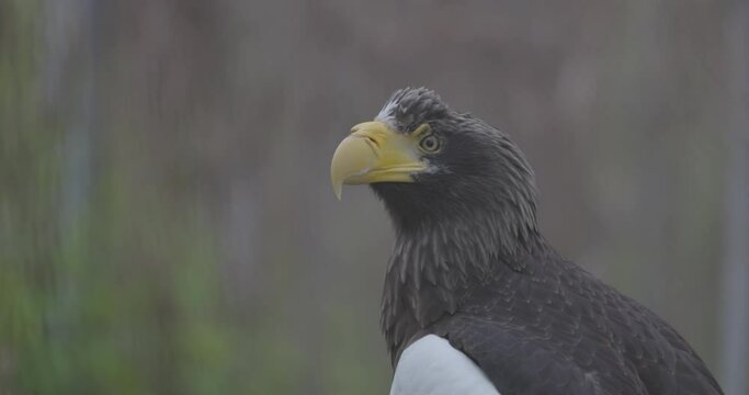 Steller's sea eagle (Haliaeetus pelagicus). Wildlife animal. detail portrait of rare bird. Close-up portrait of beautiful proud bird. 4K slow motion 120 fps video, ProRes 422, ungraded C-LOG 10 bit.