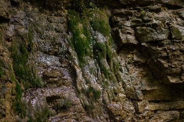 Wet moss and leaves on the rocks by the mountain river. Natural background close-up.