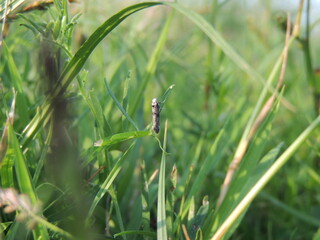 Butterfly on grass