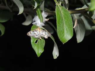Butterfly on leaf