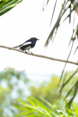 Oriental magpie robin, a small passerine bird on the tree branch