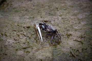 Fiddler crab on sand