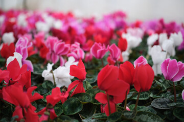 Colorful pink cyclamen flower in the garden or greenhouse