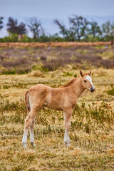 Baby foal horse in large field of grasses