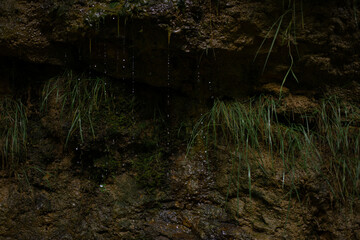 Wet moss and leaves on the rocks by the mountain river. Natural background close-up.