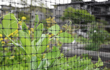 Climbing pea vines grabbing to mesh or trellis. Abstract and defocused snap pea plants behind a black grid mesh in raised garden bed. Pea tendrils are coiled up and wrapped around. Selective focus.
