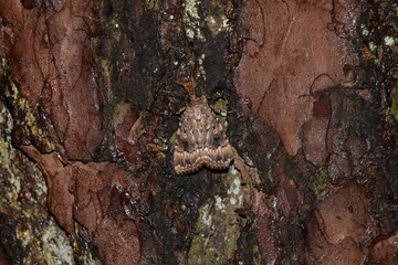 Butterfly on bark