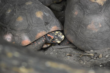 turtle on the ground