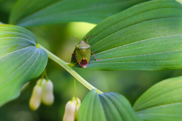 Common Shield Bug; Palomena prasina; on a leaf
