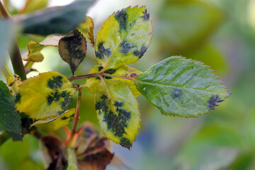 Black spot, Diplocarpon rosae, a fungal disease on rose leaves. - obrazy, fototapety, plakaty