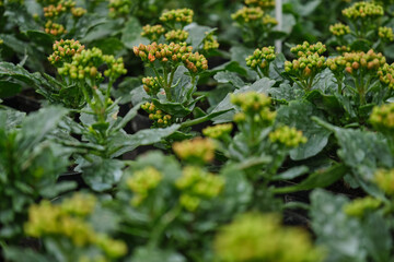 Multicolor Garden Primula Flowers, closeup view. Multicolored flowers. Greenhouse