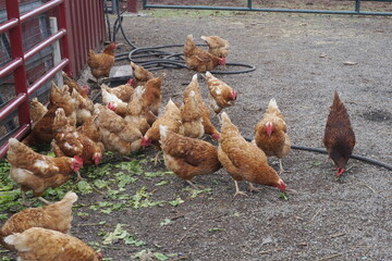 Cluster of Hens Easting Lettuce by Gate on a Farm