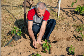 Mature man planting pepper seedlings in a greenhouse. Organic farm products. Seedlings of sweet pepper.