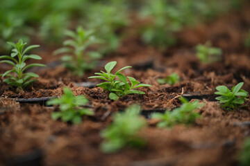 Little green houseplants in brown pots.