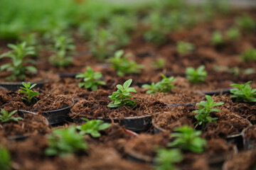 Little green houseplants in brown pots.
