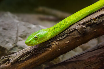 Venomous eastern green mamba snake (dendroaspis angusticeps) on the dry branch of a tree